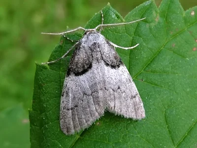 Nola (Nola) cucullatella