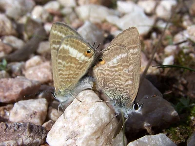 Lampides boeticus