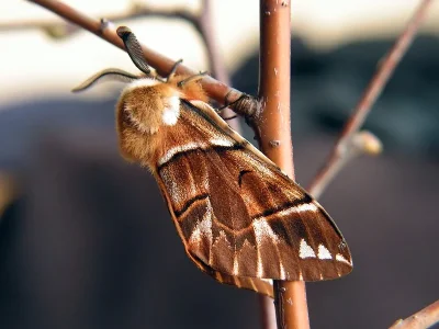 Endromis versicolora