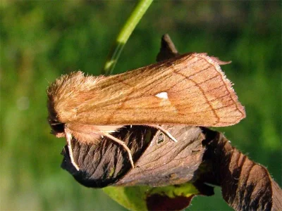 Mythimna (Mythimna) conigera