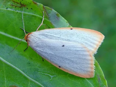 Cybosia mesomella