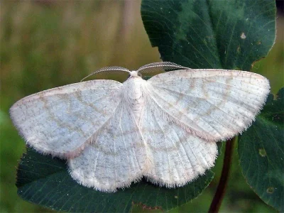 Cabera exanthemata
