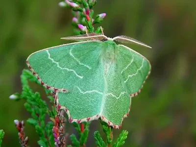 Thalera fimbrialis