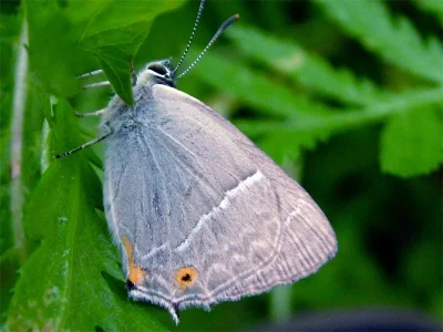 Favonius quercus