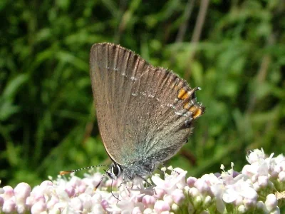 Satyrium (Nordmannia) acaciae