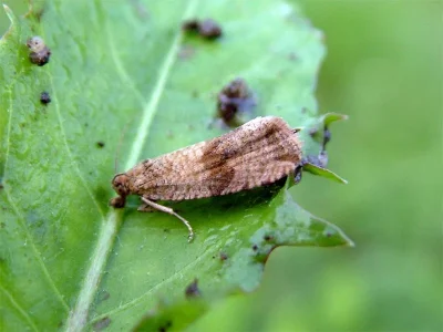 Celypha striana