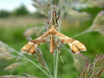 Cnaemidophorus rhododactyla