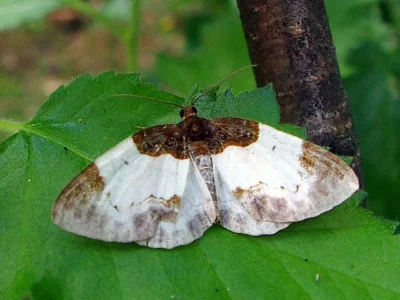 Mesoleuca albicillata
