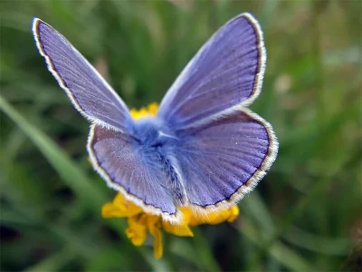 Polyommatus (Polyommatus) icarus