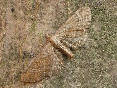 Eupithecia simpliciata