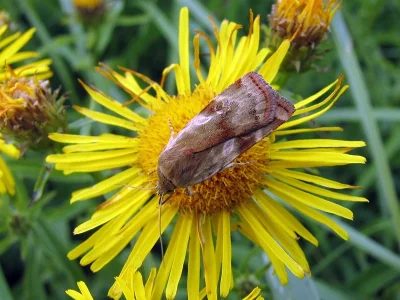 Cryptocala chardinyi