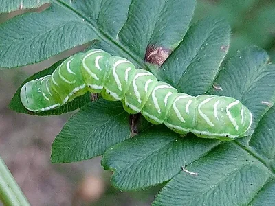 Callopistria juventina