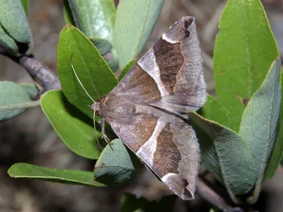 Dysgonia algira
