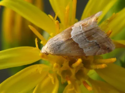 Eublemma (Eublemma) parva