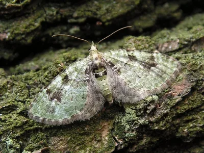 Chloroclystis v-ata