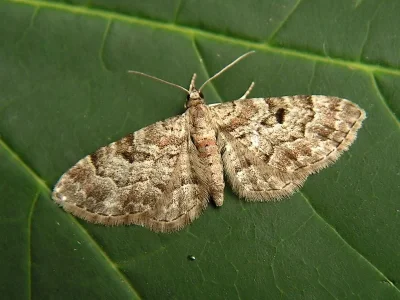 Eupithecia abietaria
