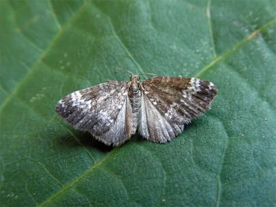 Perizoma alchemillata