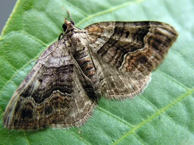 Xanthorhoe quadrifasiata