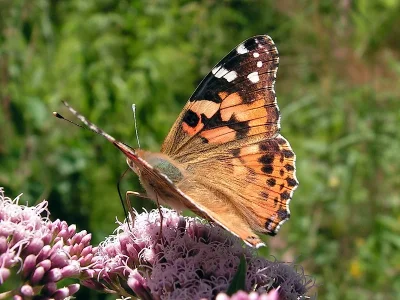 Vanessa cardui