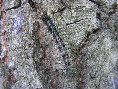 Lymantria (Porthetria) dispar