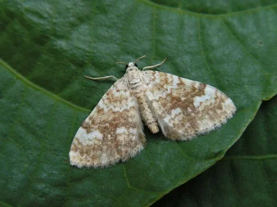 Perizoma flavofasciata