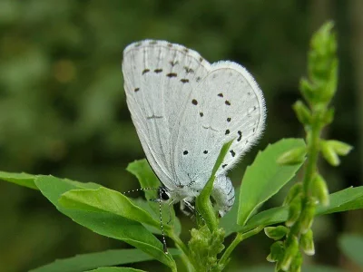 Celastrina (Celastrina) argiolus