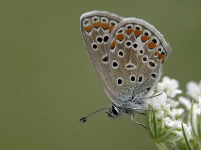 Polyommatus (Polyommatus) icarus