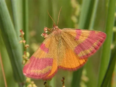 Lythria cruentaria