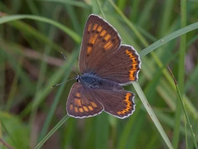 Lycaena (Thersamolycaena) alciphron