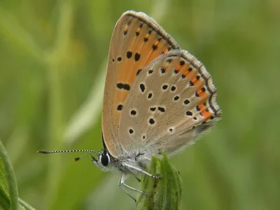 Lycaena (Thersamolycaena) dispar