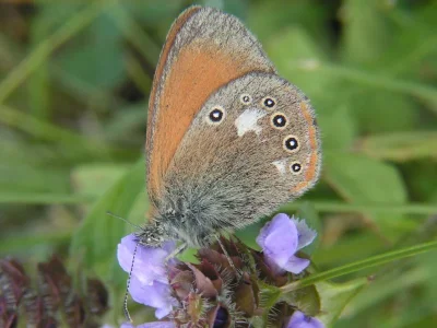 Coenonympha glycerion
