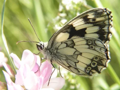Melanargia (Melanargia) galathea