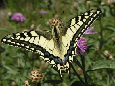 Papilio (Papilio) machaon