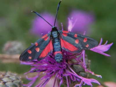 Zygaena (Zygaena) ephialtes