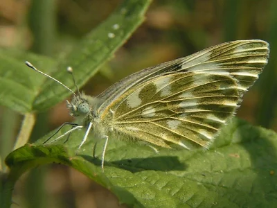 Pontia edusa