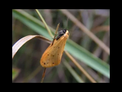 Setina irrorella