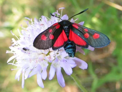 Zygaena (Zygaena) lonicerae
