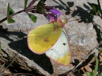 Colias phicomone
