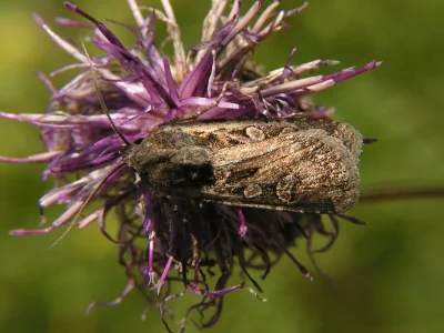 Euxoa (Euxoa) obelisca