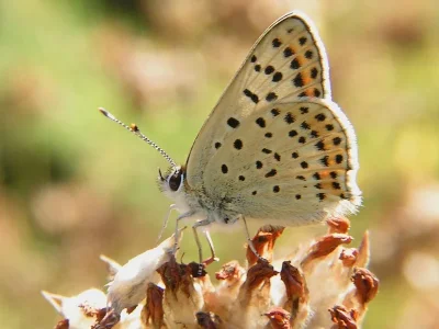 Lycaena (Heodes) tityrus