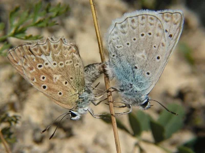 Polyommatus (Meleageria) daphnis