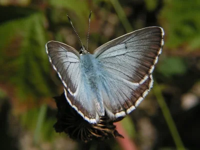 Polyommatus (Lysandra) coridon