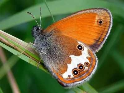 Coenonympha arcania
