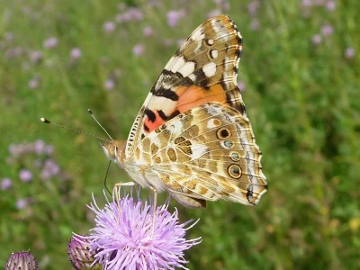 Vanessa cardui