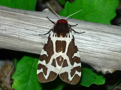 Arctia caja