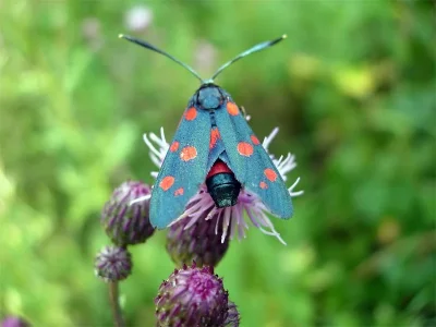 Zygaena (Zygaena) ephialtes
