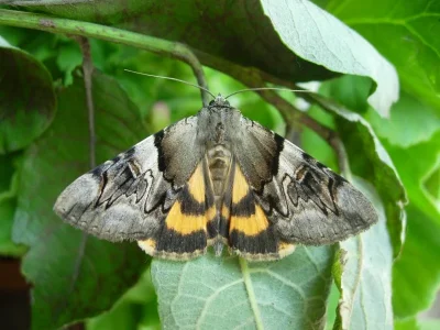 Catocala fulminea