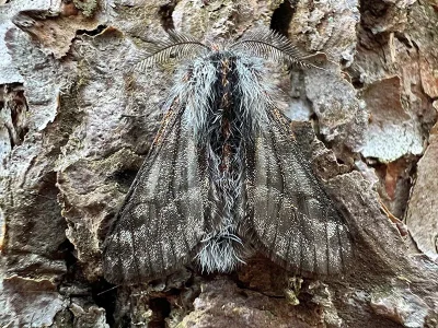 Lycia isabellae