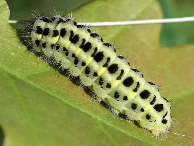 Zygaena (Zygaena) trifolii
