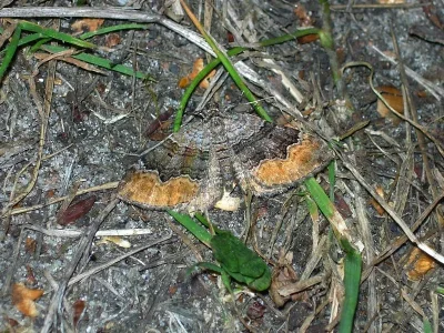 Xanthorhoe quadrifasiata